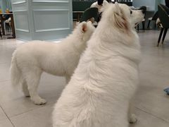 -安格丽娜·狗咖·猫咖羊驼咖(春熙路百盛商场店)