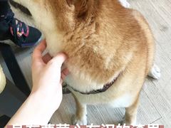 -柴犬高等学院·狗咖·柴犬售卖·宠物训练