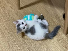-1013 PET SHOP 宠物商店(近铁城市广场店)