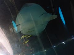 -海棠湾洲际-涛·海底餐厅·美人鱼·自助餐·海底隧道