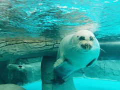 -海合安成都极地海洋公园