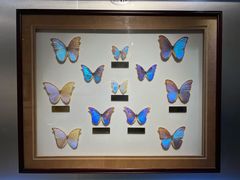 -上海昆虫博物馆