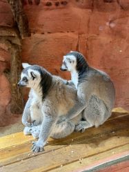 -Zoolung Zoolung动物主题公园(海信广场店)