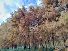 -上海海湾国家森林公园