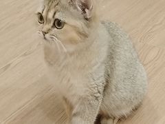 -楼上猫咖(罗湖店)