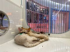 -凯德MALL(望京店)
