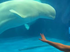 -华夏文旅海洋公园