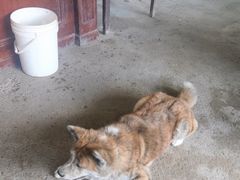 -马陆小张葡萄园农家乐