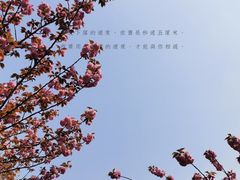 -高东镇樱花园