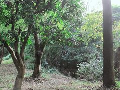 -燕晗山郊野公园