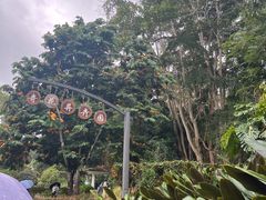 -中国科学院西双版纳热带植物园