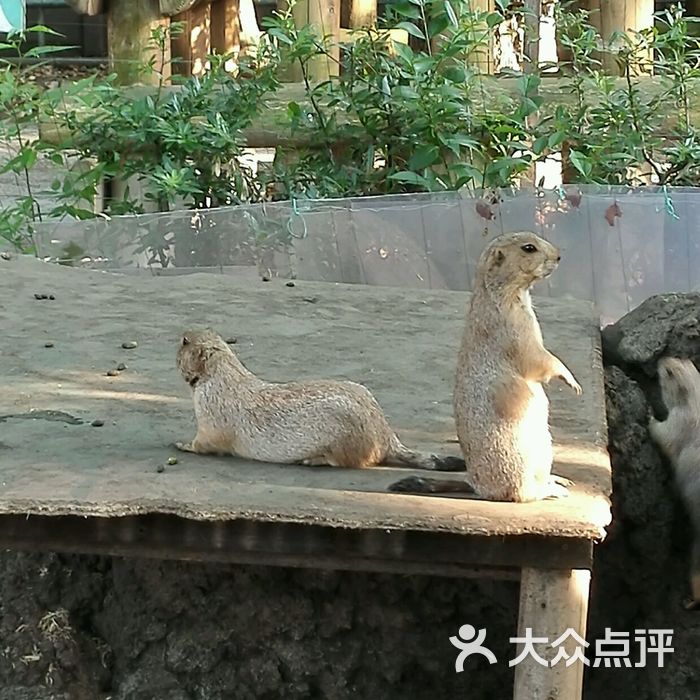 上野動物園圖片-北京動物園-大眾點評網