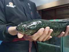 生鱼-齐祺鱼锅.清真(兰考店)