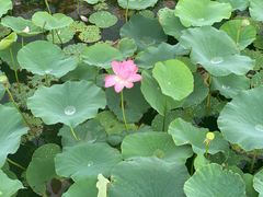 -天津东丽湖风景区