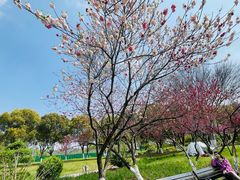 -羊山湖公园