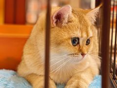 -1013 PET SHOP精品宠物商店(丁香店)