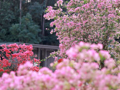 -莲花山公园