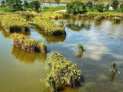 -盐城丹顶鹤湿地生态旅游区