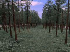 -玉树公园