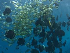 -瑞德姆美人鱼海底演艺主题餐厅(亚龙湾店)