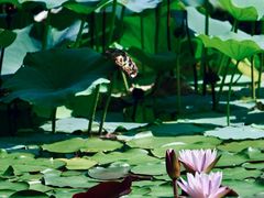 -国家植物园南园