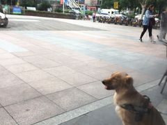 -证大大拇指广场(芳甸路店)