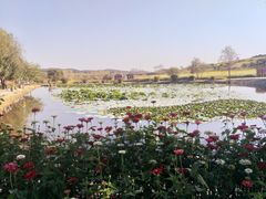 -莲花山花海