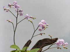 -石家庄市植物园