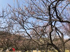 -香雪海