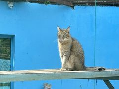 -青藏高原野生动物园