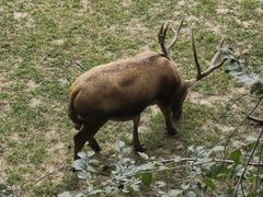-北京麋鹿生态实验中心