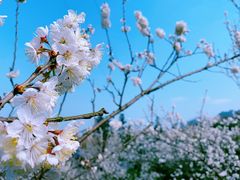 -樱桃山旅游景区