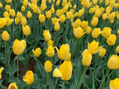 -洛阳郁金香牡丹园