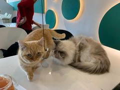 -飞行喵MR PILOT|猫舍·猫咖(静安大融城店)