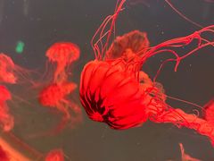 -海合安青岛极地海洋公园