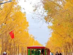 -金塔沙漠胡杨林景区