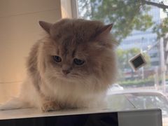 -北京观赏动物医院·24小时大型综合·猫专科·异宠专科