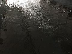大笨象钓虾场-小象钓虾·营地烧烤(洛溪店)