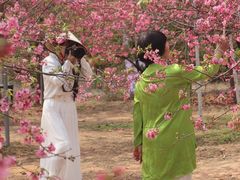 -天适樱花悠乐园