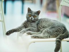 -我爱猫咪·猫咖·狗咖·安哥拉兔·羊驼咖(小寨华旗店)
