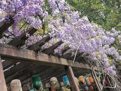 -上海醉白池公园