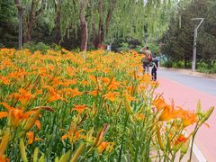 -大兴滨河森林公园