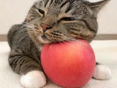 -姚面记·海派家常菜(恒基名人购物中心店)