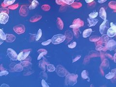 -多彩贵州城极地海洋世界