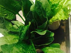 菠菜-香满锅老北京羊蝎子火锅·家常菜(新街口店)