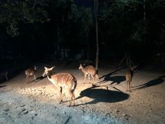 -清迈夜间动物园