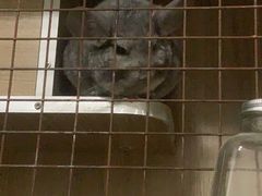 -爱侣宠医·鹦鹉专科·小型哺乳类·异宠专科(灵石路店)