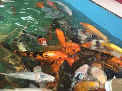 -松山湖梦幻百花洲