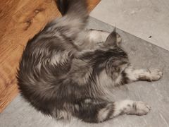-猫小院猫主题餐厅(三里屯店)