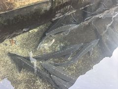 -青龙潭鱼庄